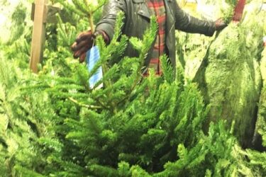 alan-with-christmas-tree-Copy