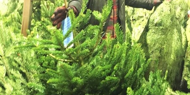 alan-with-christmas-tree-Copy